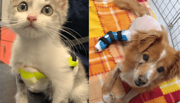 Splints prosthetics and orthotics that are 3D printed for cats and dogs howto3Dprint.net Discover The World of 3D Print