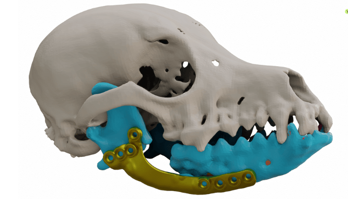 The lower jaw prosthesis for a dog is shown here in its design howto3Dprint.net Discover The World of 3D Print